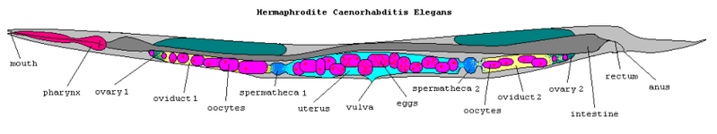 File:C elegans anatomy.png