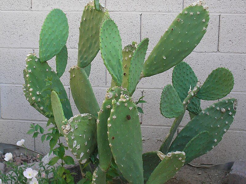 File:Captive Prickly Pear.JPG