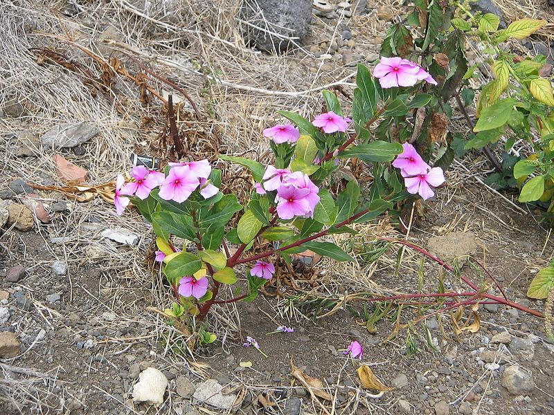 File:Catharanthus roseus2.jpg