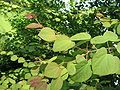 Cercidiphyllum japonicum