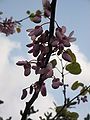 Cercis siliquastrum flowering close-up