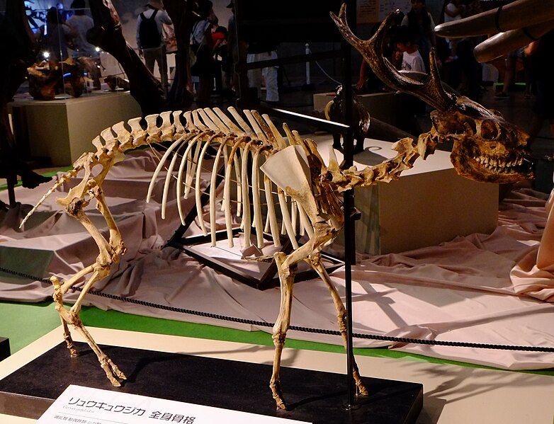 File:Cervus astylodon (cropped).jpg