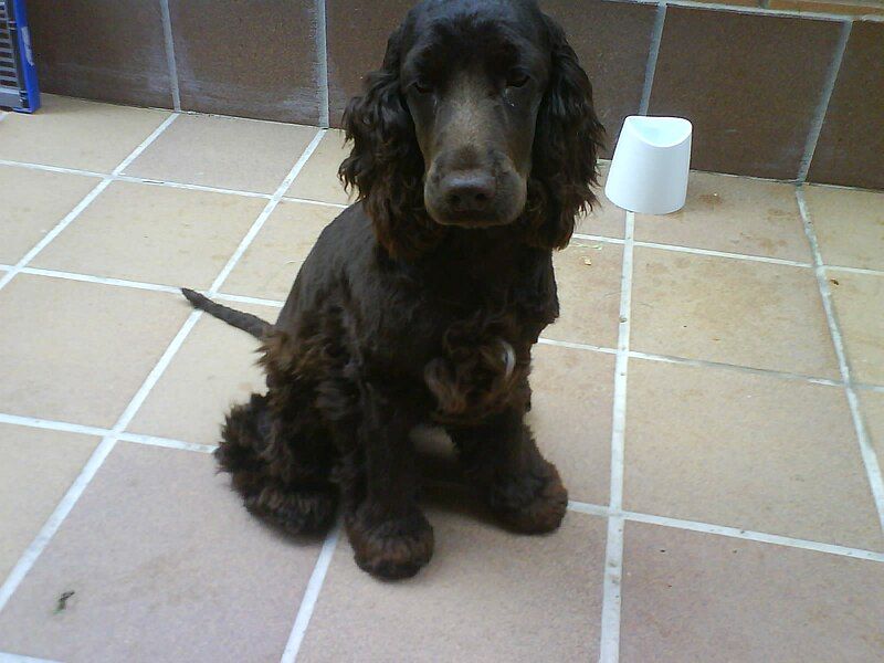 File:Cocker cachorro.jpg