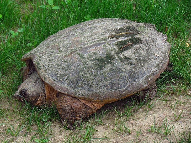 File:Common Snapping Turtle.jpg