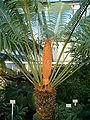 Fossil Cycad National Monument