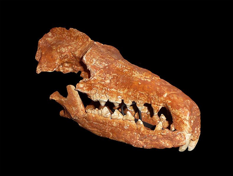 File:Deinogalerix koenigswaldi head.jpg