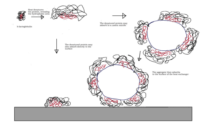 File:Denatrued Adsorption.png