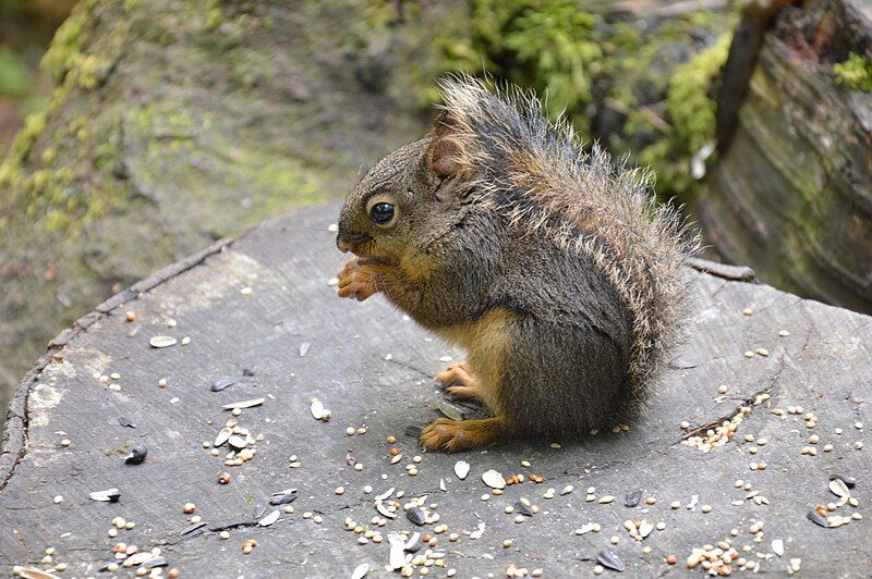 File:DouglasSquirrel-Tamiasciurusdouglasii-CVP1.JPG