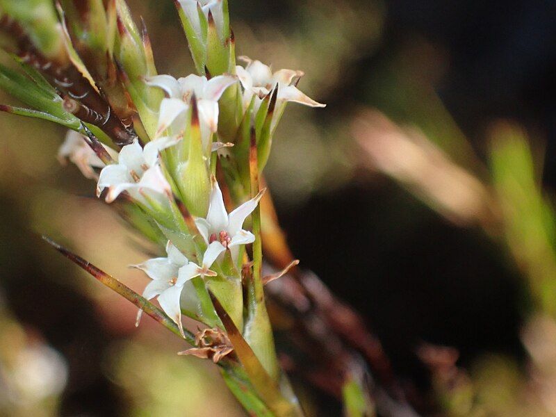 File:Dracophyllum lessonianum 113141502.jpg