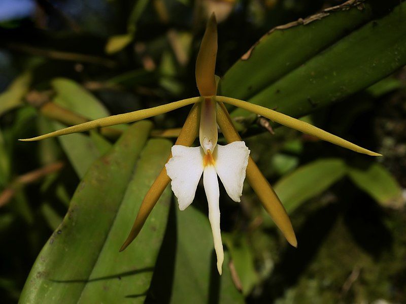 File:Epidendrum nocturnum (flower).jpg