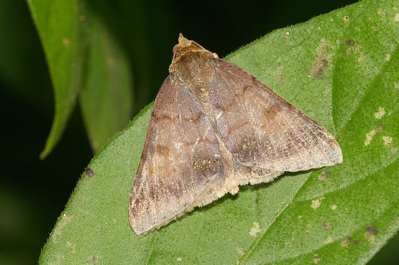 File:Erebidae-Kadavoor-2016-06-23-001.jpg