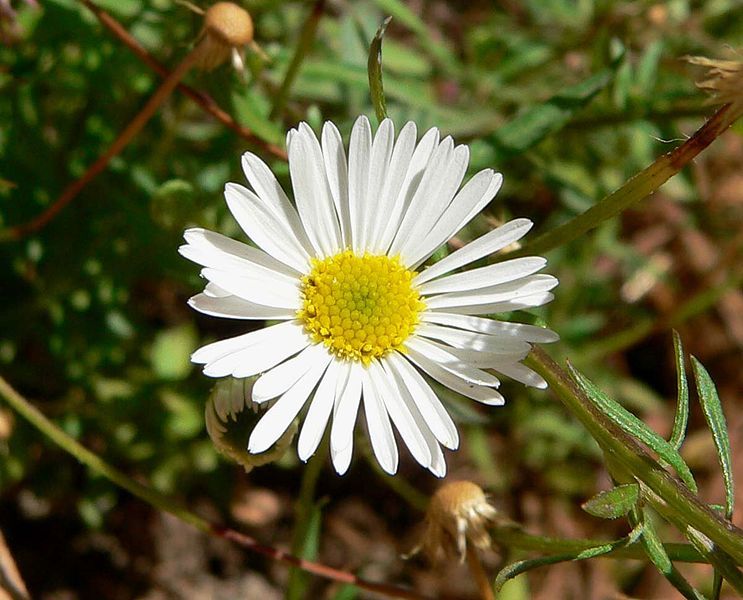 File:Erigeron karvinskianus 1.jpg