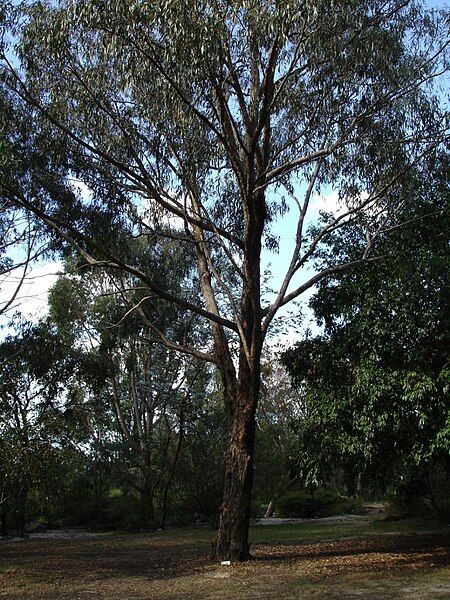 File:Eucalyptus goniocalyx.jpg