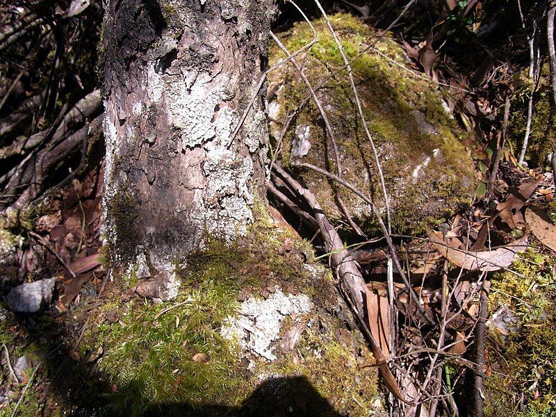 File:Eucalyptus imlayensis base.JPG