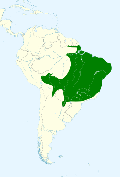 File:Eupsittula aurea map.svg