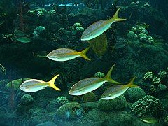 Yellowtail snapper (Ocyurus chrysurus).