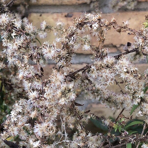 File:Fruiting calico aster.jpg