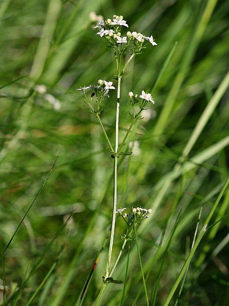 File:Galium harcynicum.jpeg