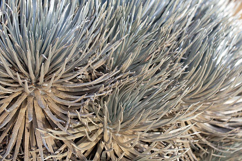 File:Haleakala-Silversword-Hawaii.jpg