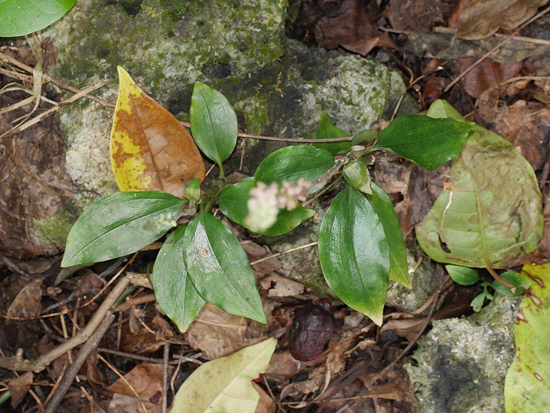 File:Hetaeria oblongifolia 10064671.jpg