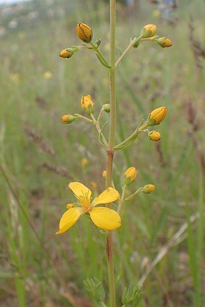 File:Hypericum hyssopifolium kz01.jpg