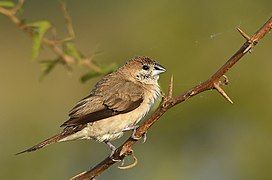 Indian Silverbill at Khijadiya Bird Sanctuary, Jamnagar, India