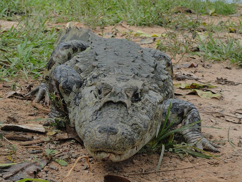 File:Jacaré-de-papo-amarelo (Caiman latirostris).jpg