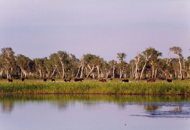 File:Kakadu brumbies.jpg