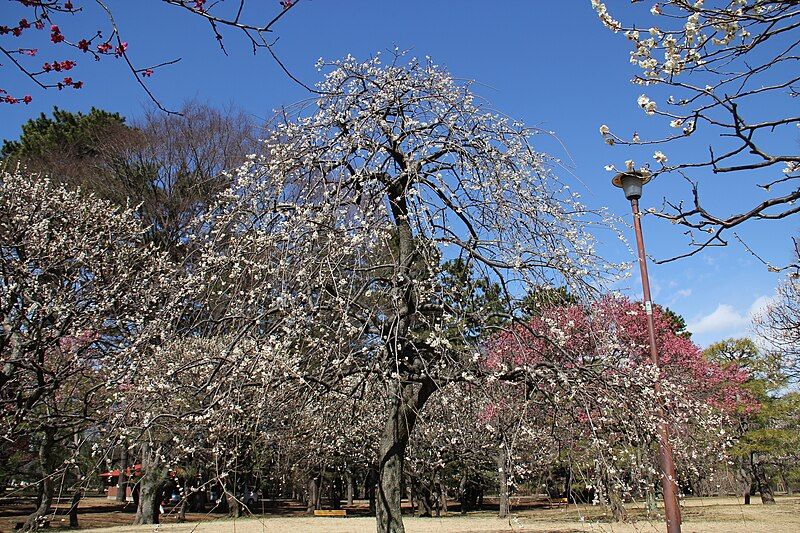 File:Koganei Park 2011-3-4.JPG