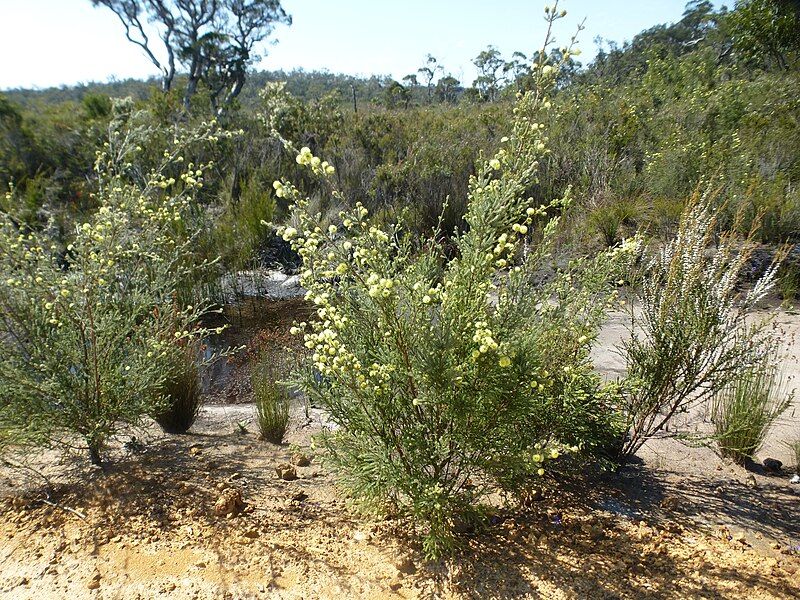 File:Kunzea ericifolia habit.jpg