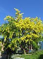 Laburnum tree in bloom