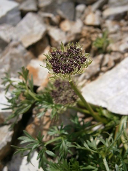 File:Ligusticum mutellinoides 002.jpg