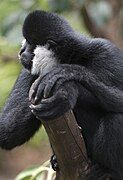 Male Northern White-cheeked Gibbon at the Adelaide Zoo.