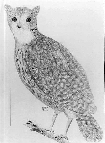 File:Mauritius owl.jpg