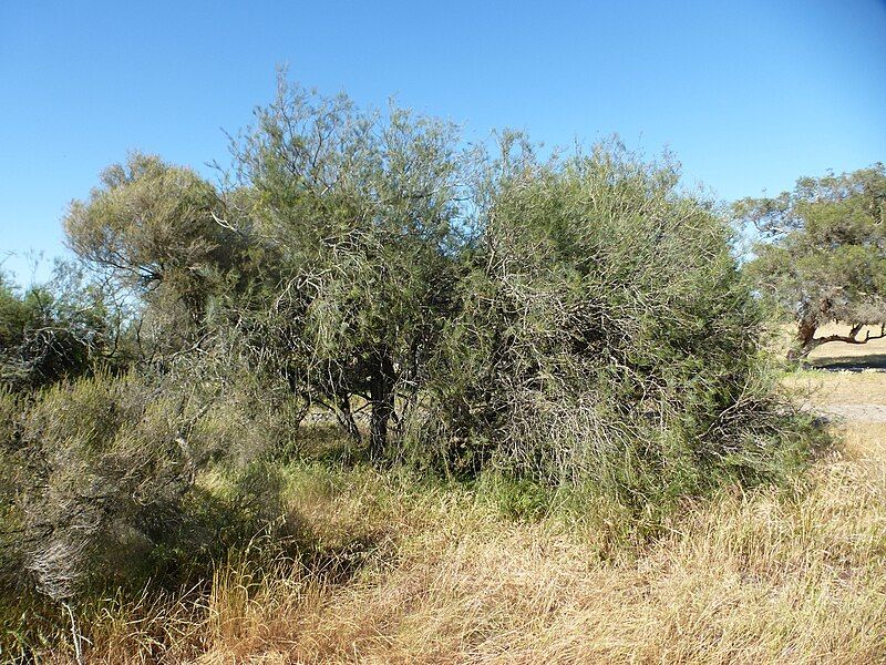 File:Melaleuca teretifolia (habit).JPG