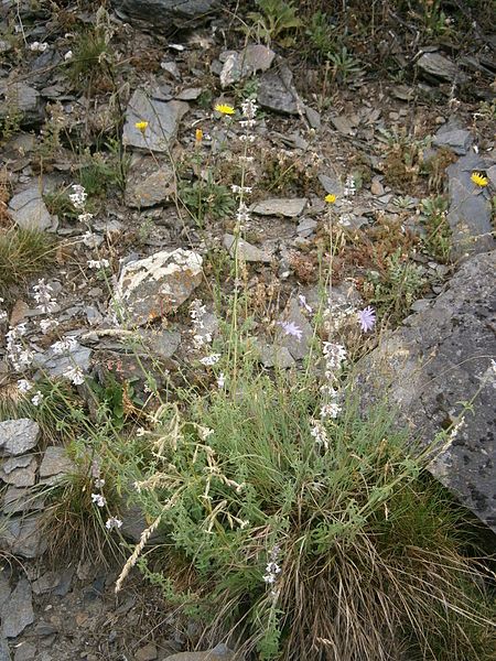 File:Nepeta nepetella 001.JPG