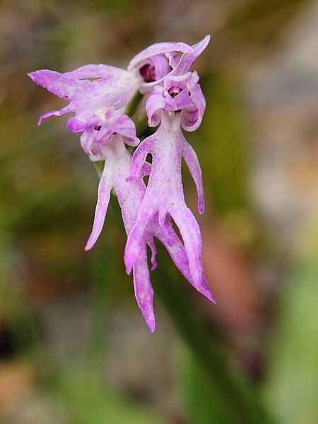 File:Orchis italica 042.JPG