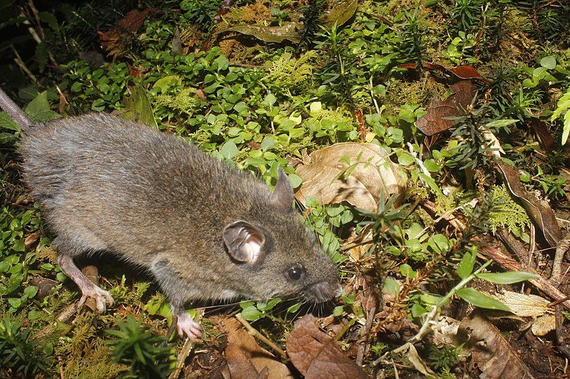 File:Peromyscus melanocarpus 59624394.jpg