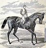 Engraving of the British racehorse Petrarch from the Illustrated London News 1876