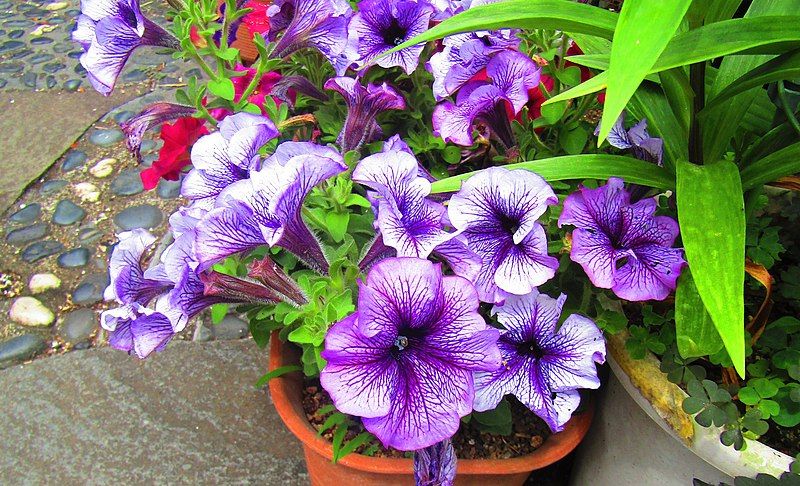 File:Petunia ×atkinsiana.jpg