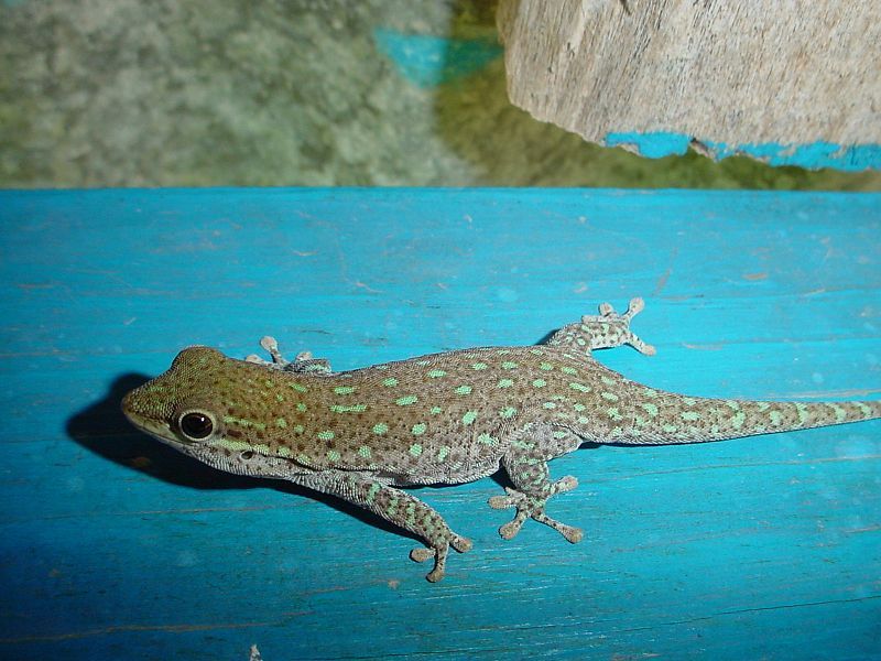 File:Phelsuma breviceps.JPG