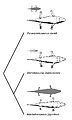 Example of phylogenetic bracketing using temnospondyl amphibians