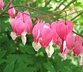 Bleeding Heart (Dicentra spectabilis)