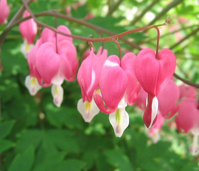 File:Pink Bleeding heart.jpg