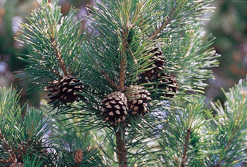 File:Pinus sylvestris branch.jpg