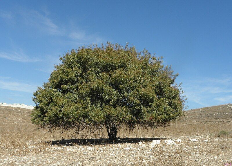 File:Pistacia palaestina.JPG