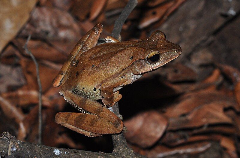 File:Polypedates occidentalis.jpg