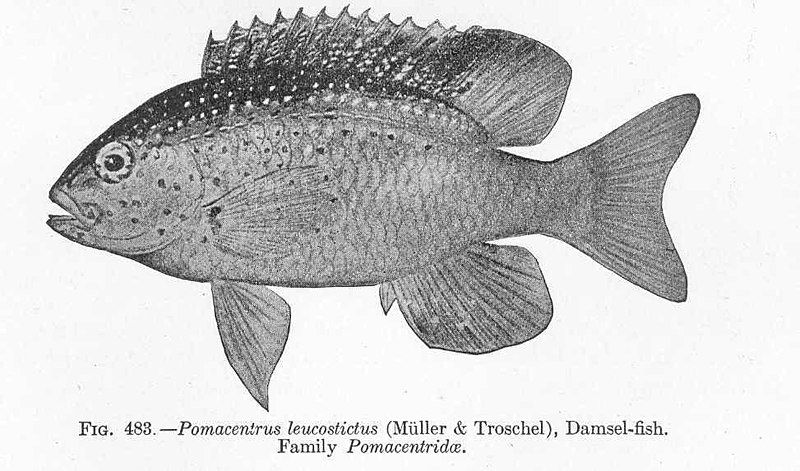 File:Pomaecentrus leucistictus.jpg