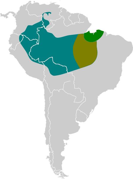 File:Psarocolius bifasciatus map.svg