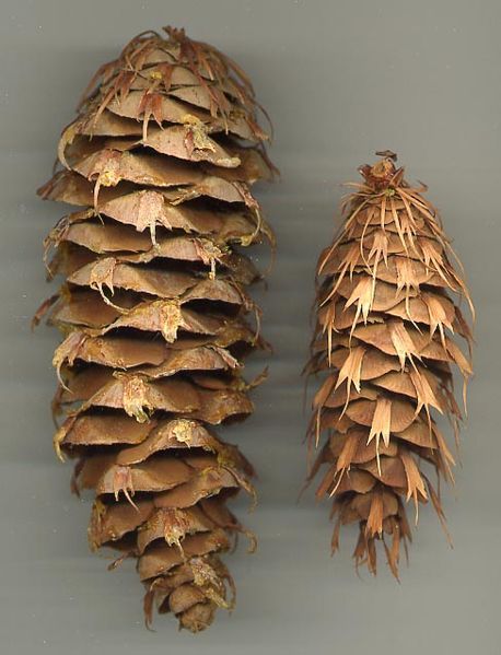 File:Pseudotsuga macrocarpa cone.jpg